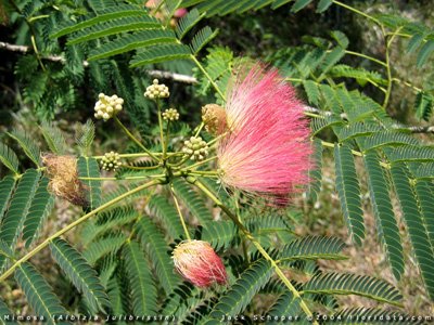 Albizia Julibrissin Larchlandscape Dubai Uae