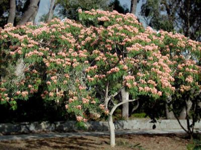 Albizia Julibrissin Larchlandscape Dubai Uae