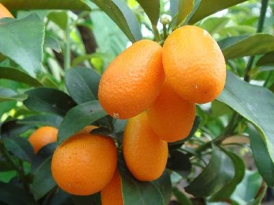 Fortunella japonica (Kuмquat)